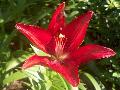 Rodela Lily / Lilium 